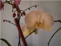 c1ae6996-Picture 098.jpg